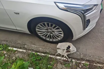 Cadillac CT6 2019, 199400 км, за 14449 USD - фото 9